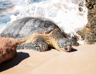 A sea turtle crawling onto the beach out of the ocean