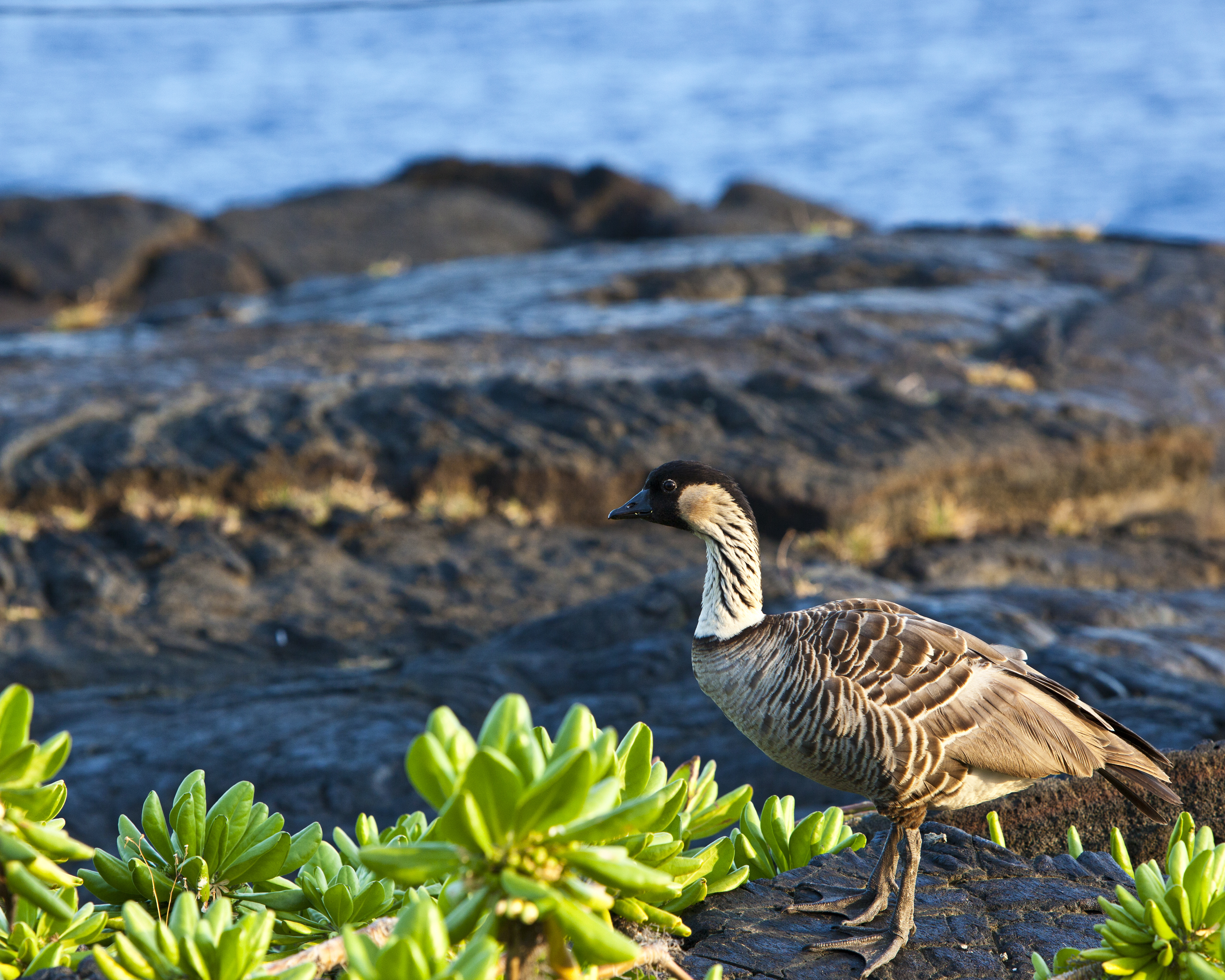 Hawaiian Nene Goose