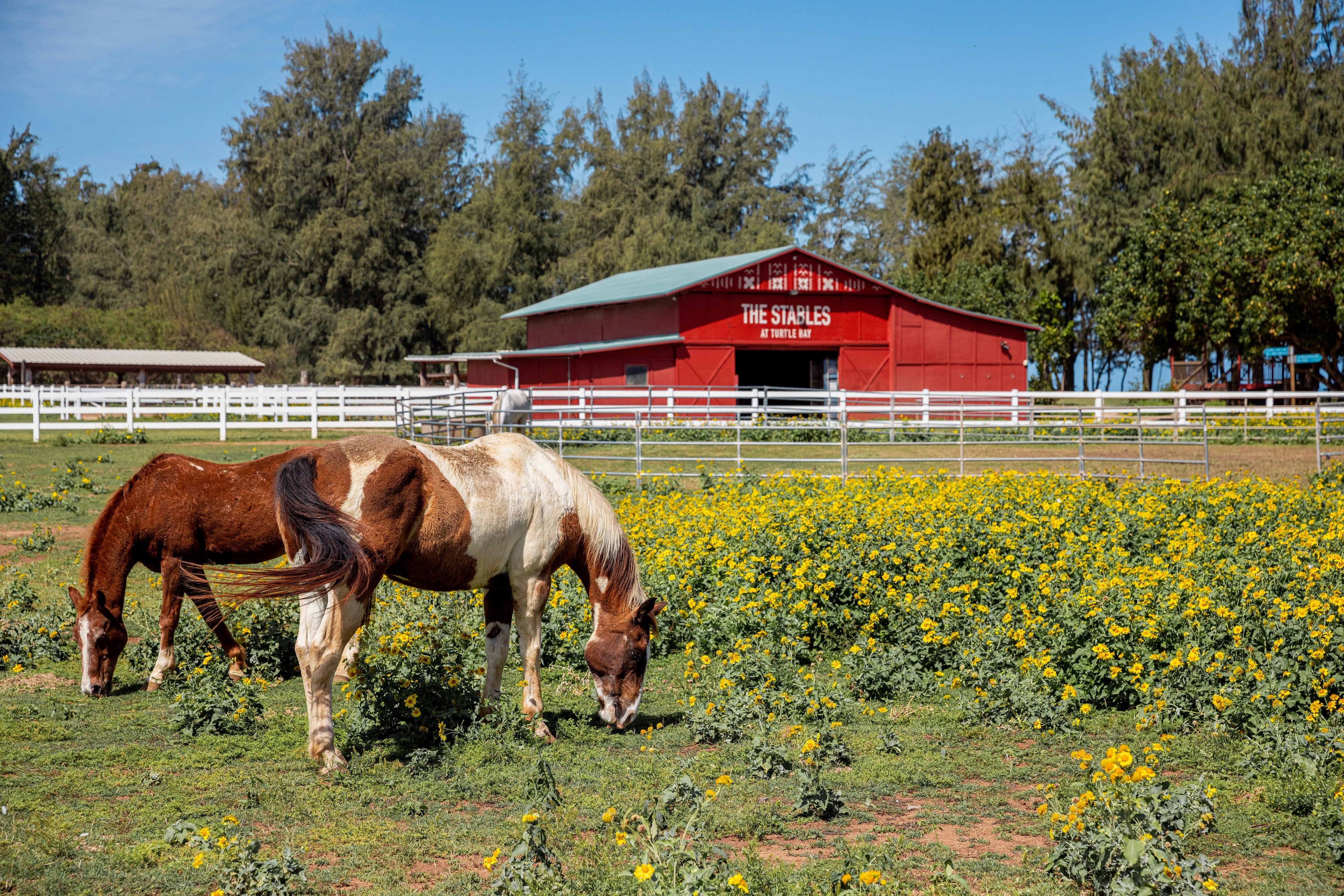 North Shore Stables