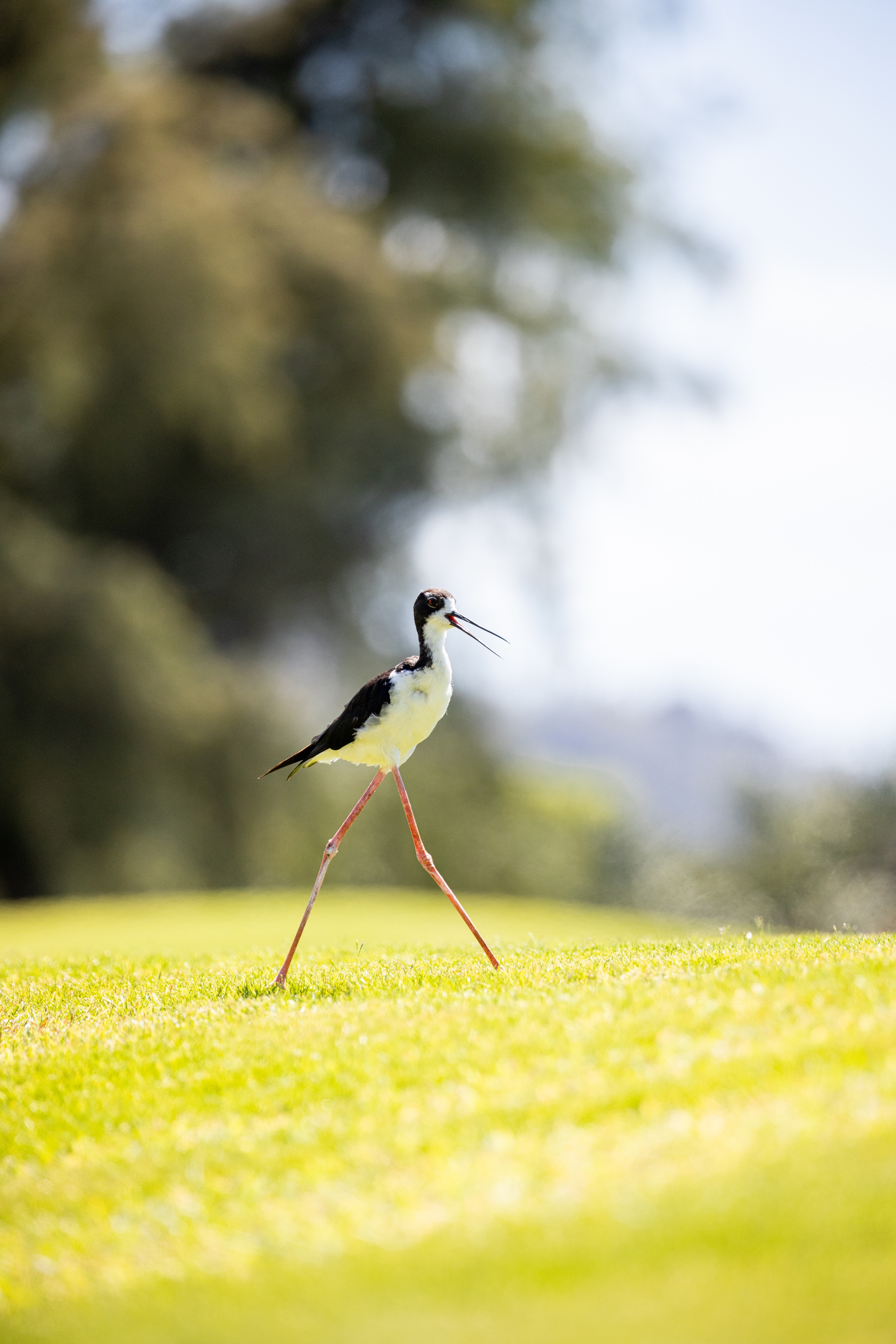 Hawaiian Stilt