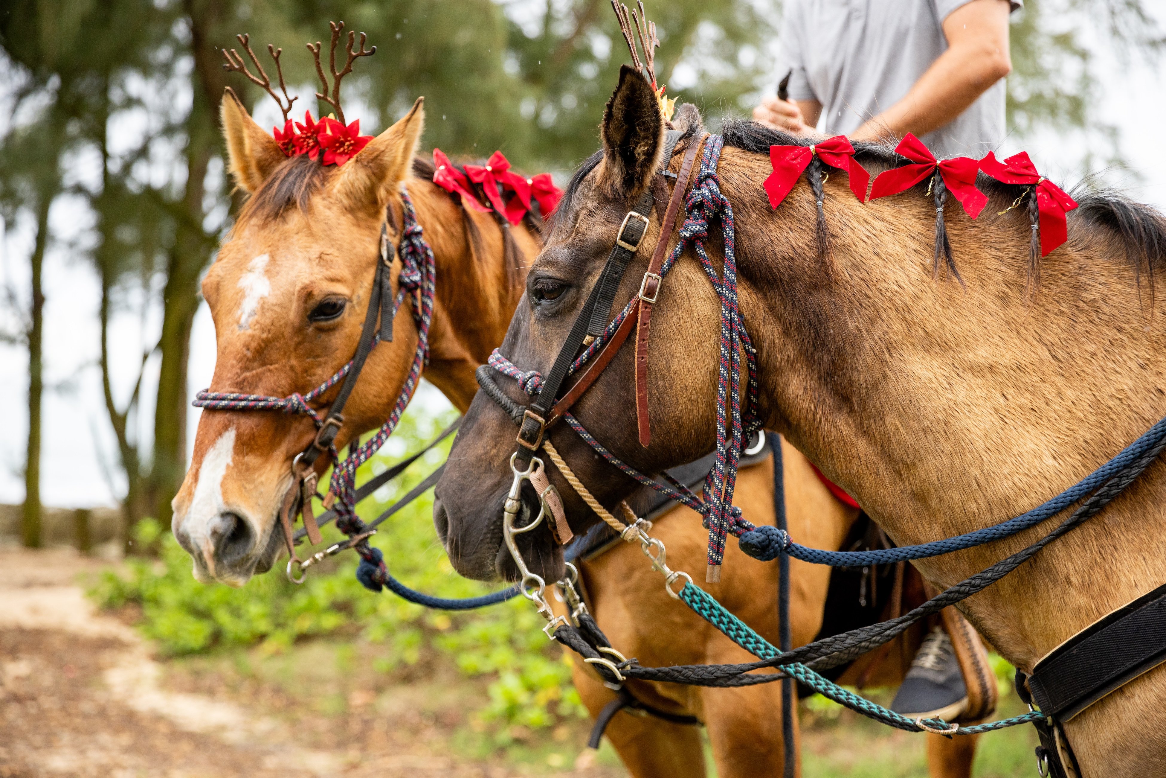 Reindeer Rides