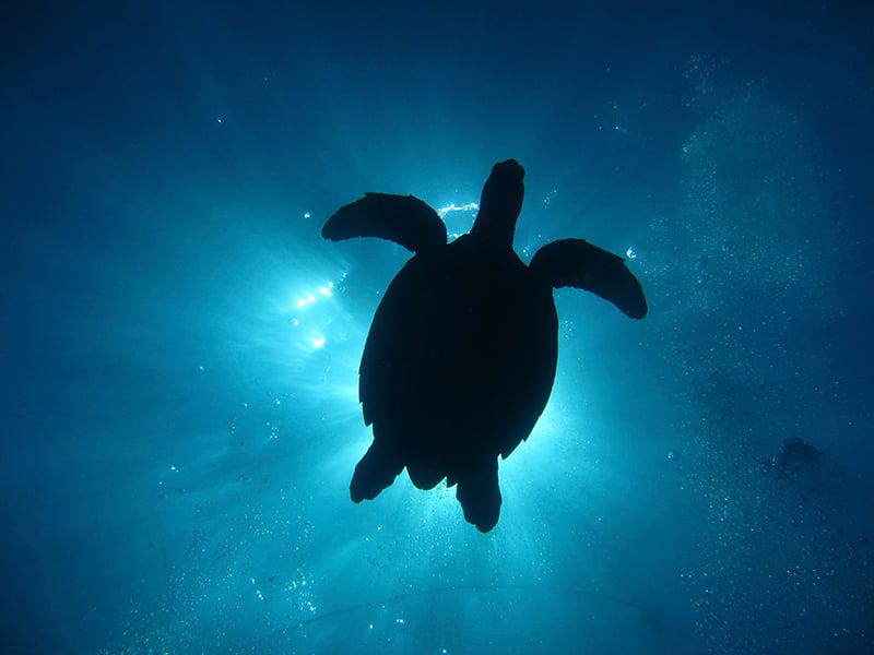 The silhouette of a sea turtle swimming in the ocean