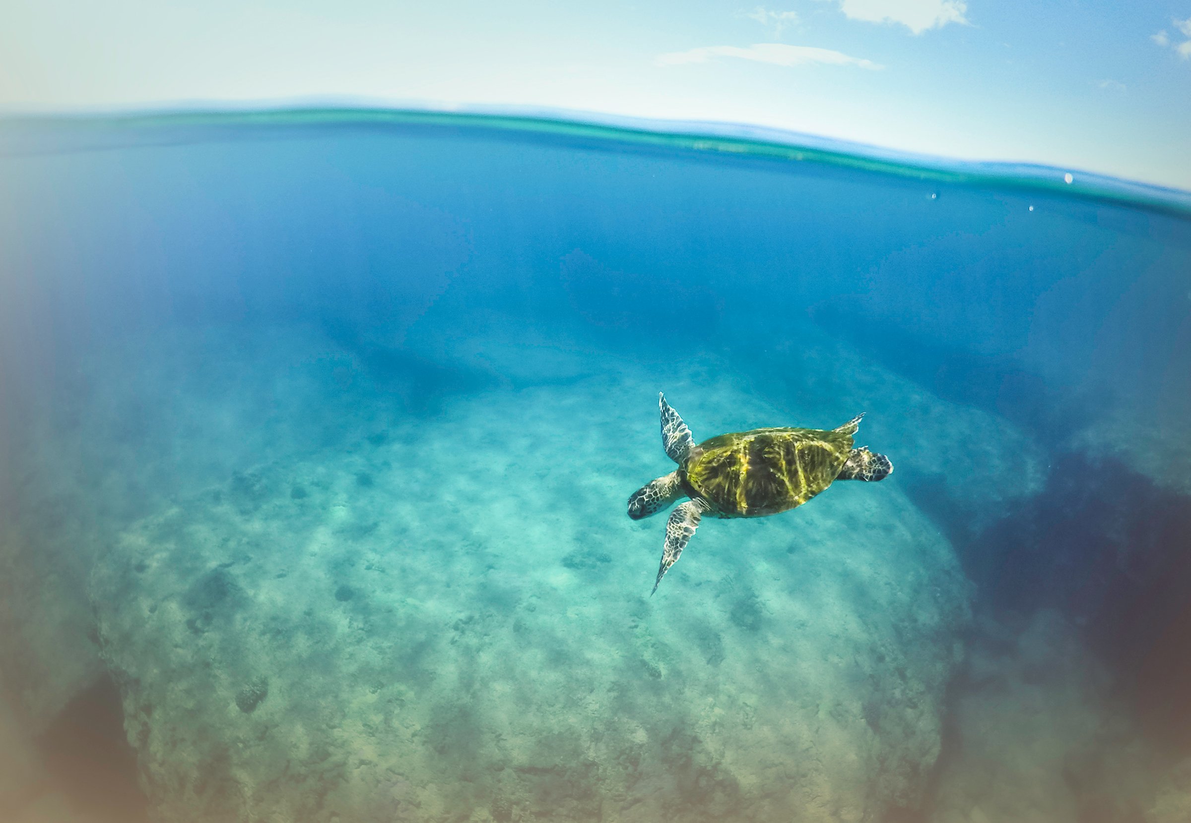 A sea turtle swimming in the ocean