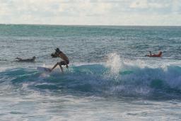 surfer, Halloween costume contest 