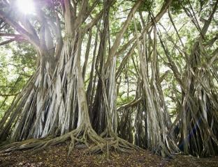 Banyan Tree