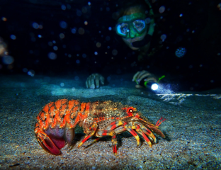 Night time snorkeling