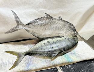 Gyotaku, The Art of Fish Painting
