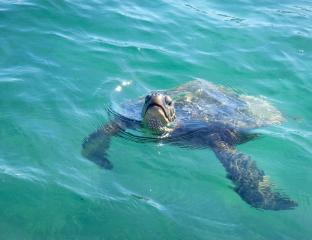 Turtle at Kawela Bay