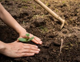 planting, restoration, volunteer, community footprints, plant