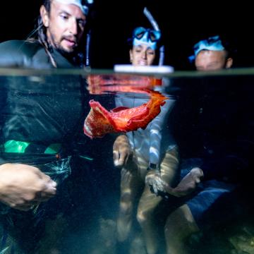 Night Snorkeling