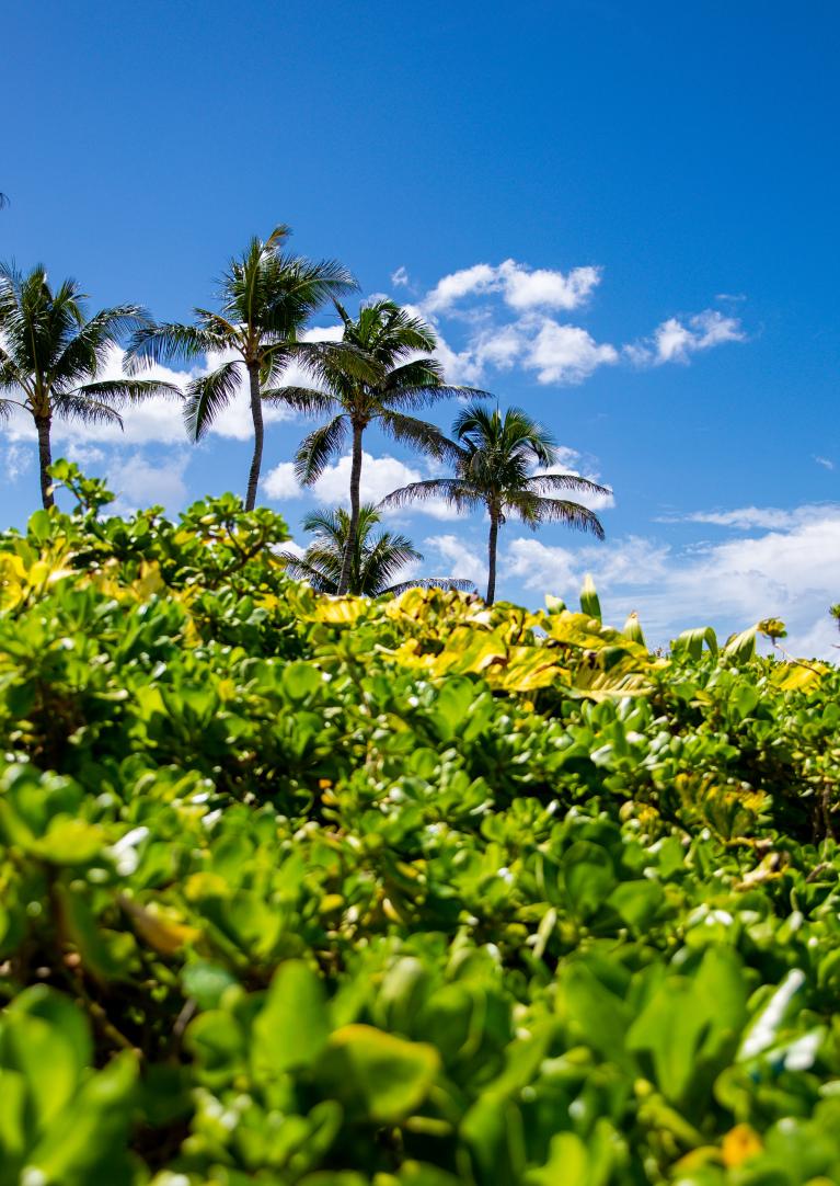 Palm trees landscape