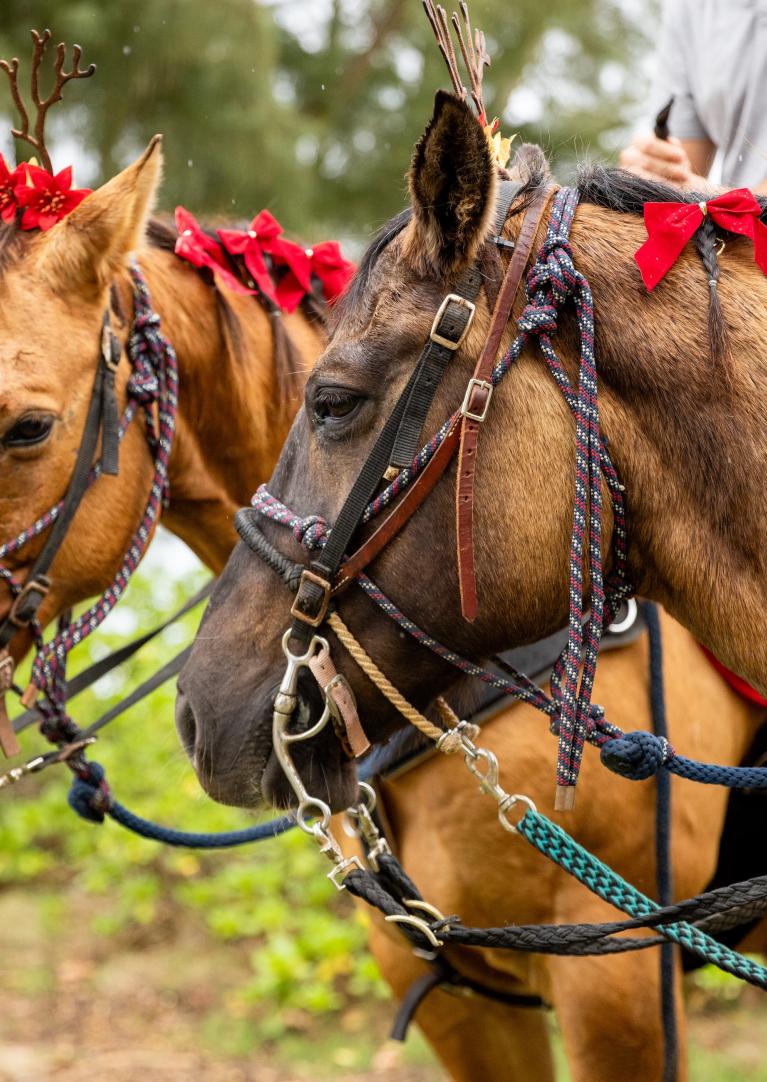 Reindeer Rides